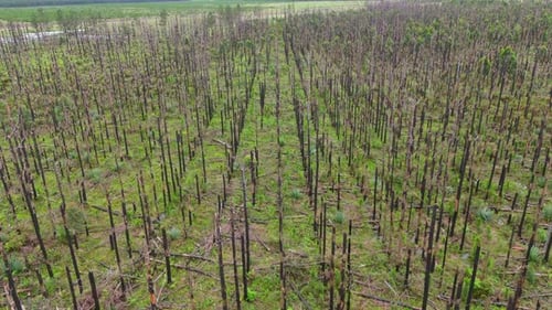 Aerial view of tree plantation affected by forest fire. Environmental crisis. Argentina. 4k.