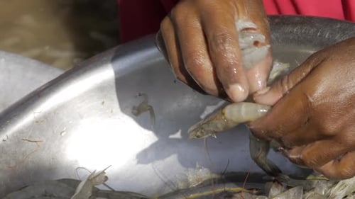 Hands Cleaning and Preparing Fresh Shrimp for Cooking