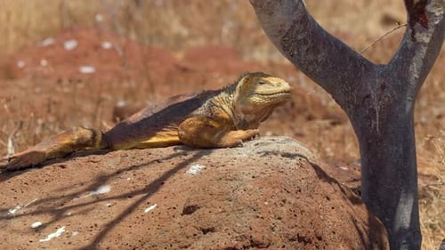 A native, yellow land iguana (Conolophus subcristatus) rests on a rock in the shadow of a tree on No