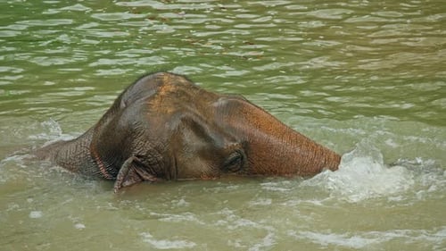 Asian Elephant Diving and Splashing Water in a Shallow River Showing Playful Behavior in a Natural