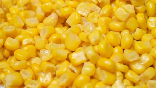Close-up View of Bright Yellow Corn Kernels