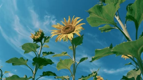 Tournesols brillants en fleurs dans le champ