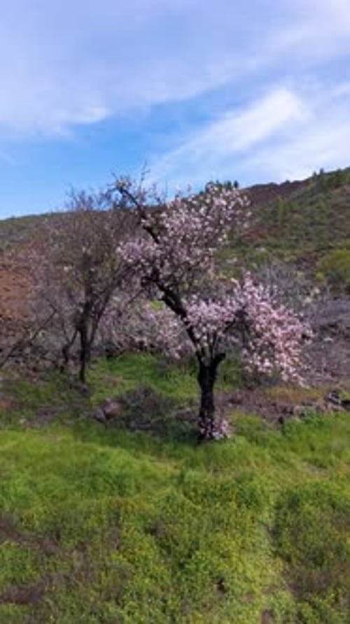 Almond Trees Blooming in Santiago del Teide, Tenerife Vertical View