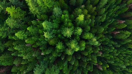 Top Down View of the Coniferous Forest Camera Rising Up and Spin