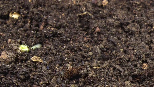 Growing Plant Chickpeas