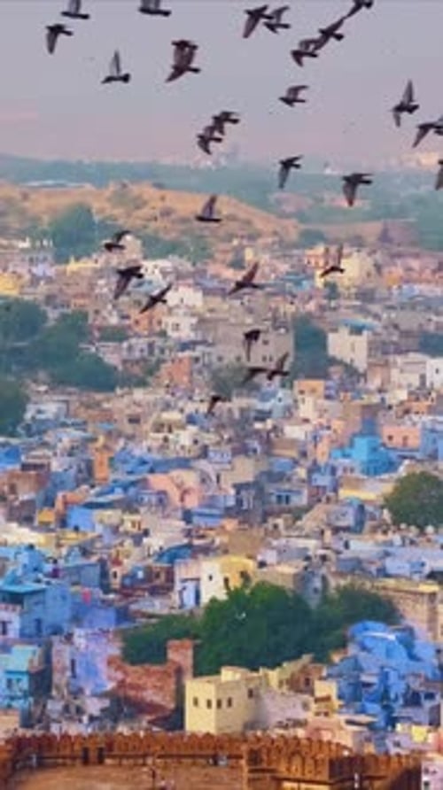 Maisons de la célèbre ville bleue de Jodhpur et oiseaux volant au-dessus des maisons brahmanes du Rajasthan, Inde