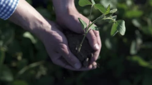 A farmer holds a seedling of a cultivated plant in his hands and plants it in the plowed soil.