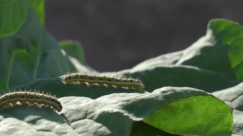 Close up on two large white larvae also called as cabbage white caterpillar (pieris-brassicae) on th