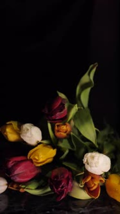 Beautiful Multicolored Tulips on a Reflective Surface