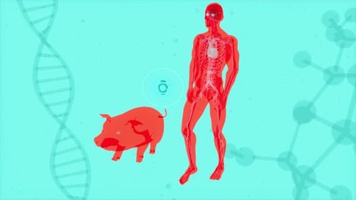 Human and Pig Anatomy with Pulsating Target