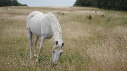Full body of white horse grazing grass in the meadow, beauty of countryside