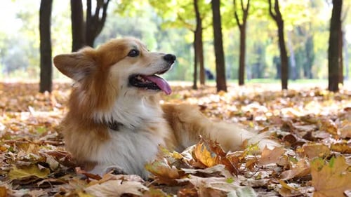 Corgi Fluffy Autumn On A Walk
