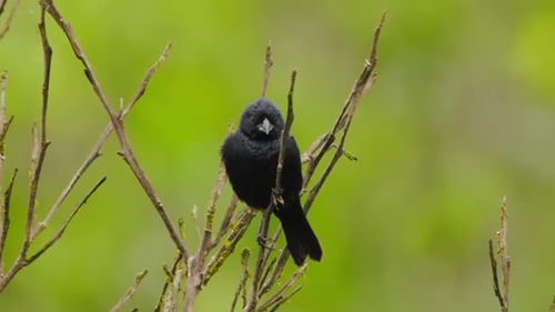 Bold Black Bird: Eye-Level Perch & Wide-Beaked Call