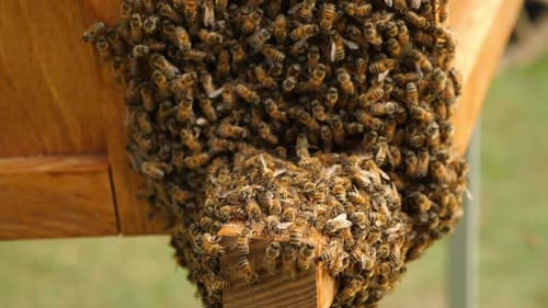 Bienenparty auf einer Holzoberfläche Diese Bienen haben eine tolle Zeit beim Schwärmen auf einer Holzoberfläche