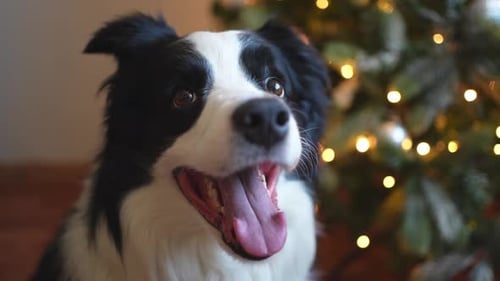 Friendly Dog Posing in Front of Christmas Tree