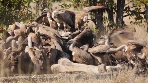 White backed Vultures in Kruger National park, South Africa