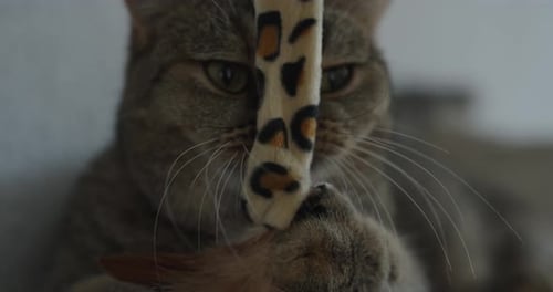 Brown Tabby Cat Plays With Toy at Home