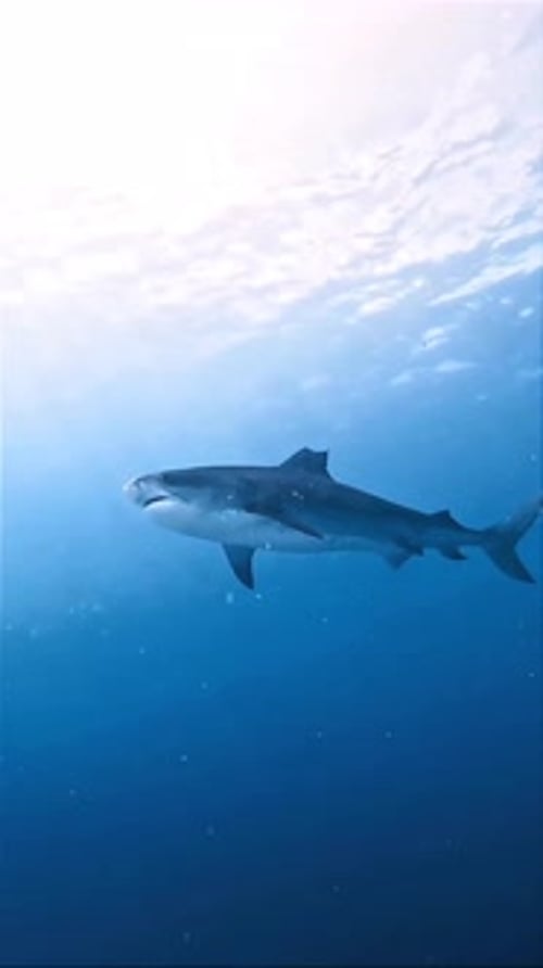 Tiger Shark Swimming Gracefully in Deep Blue Ocean