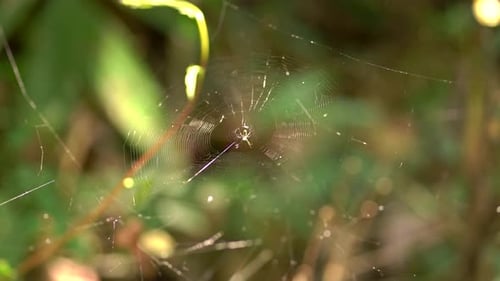 Close up of spider web in jungle