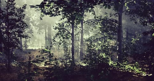 Sunlight Filters Through Trees in a Misty Forest During Early Morning