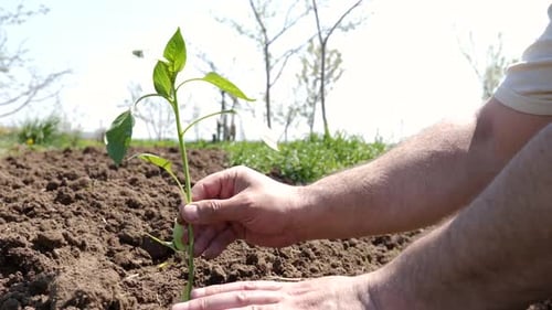 Man Plants Green Seedling in Fertile Soil