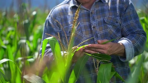Farmer Man Checking Cornfields Green Corn Field Agriculture Natural Organic Food Farming