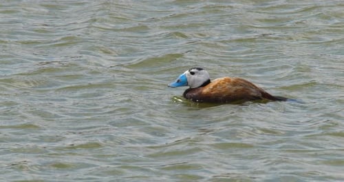Duck Swimming and Diving in Rippling Water