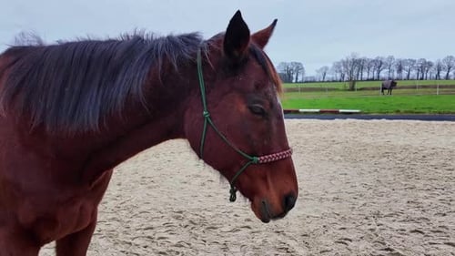 Close-up view about a moving and beautiful brown colored bred horse on sandy yard, France.