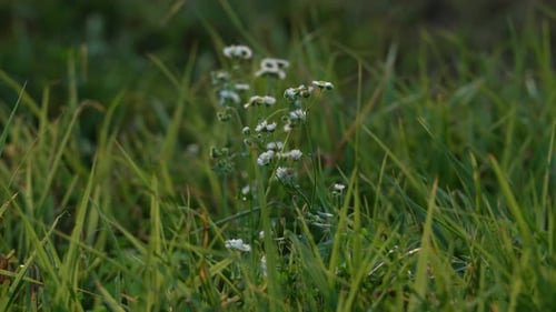 Small white wildflowers in tall green grass - delicate meadow flowers swaying in natural field with