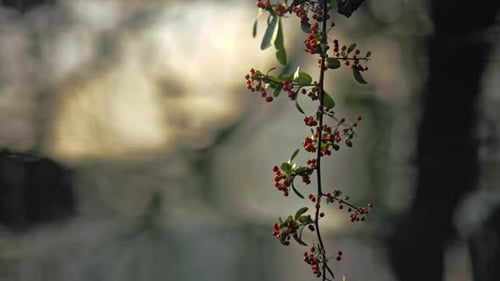 Close up plants and flower with lake water in background in Spain