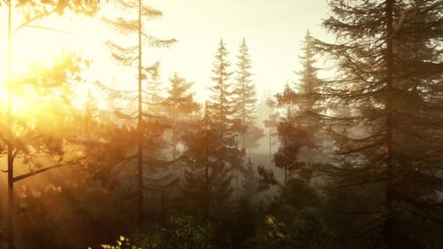 La lumière du soleil filtre à travers les arbres d'une belle forêt