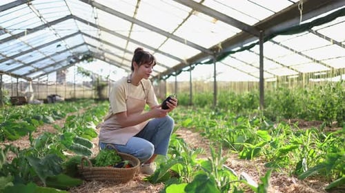 Woman Inspecting Eggplant Harvest in Greenhouse