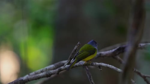 Colorful Bird Perched on Tree Branch in Lush Green Forest Background