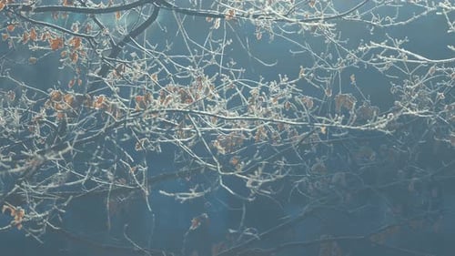 A close-up parallax shot reveals a thin layer of hoarfrost on dark, slender branches adorned with wi