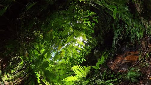Fern Canopy with Sunlight in Jungle Baslay Negros Philippines