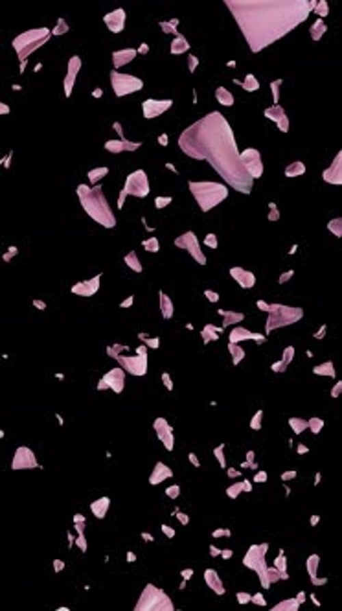 Romantic Pink Rose Petals Falling Overlay