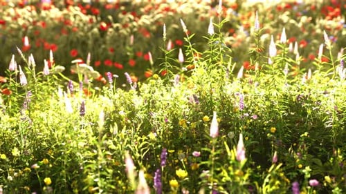 Field with Flowers During Summer Sundown