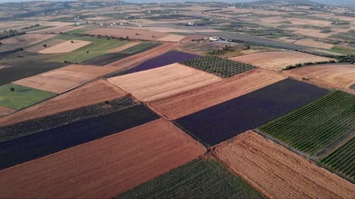 Lavender field drone shot magenta colors blue sky blooming agricultural terrain