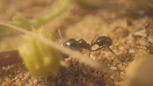Close Up Footage of Ants