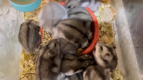 Dwarf Hamsters Eating and Interacting in Enclosure