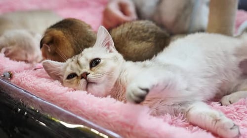Purebred Kitten Lying on Pink Blanket with Other Kittens