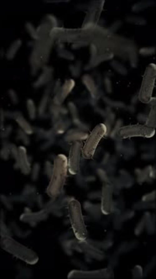 Microscopic View of Infectious Bacteria Cells