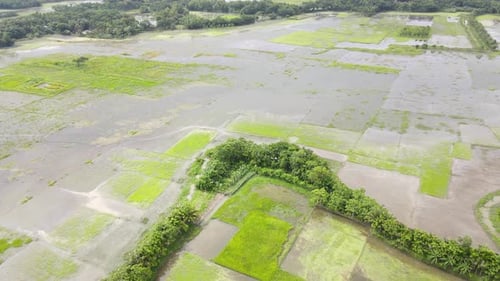 Aerial View Of Flooded Rice Paddy Fields In Northern Bangladesh Due To Climate Change. Pedestal Up