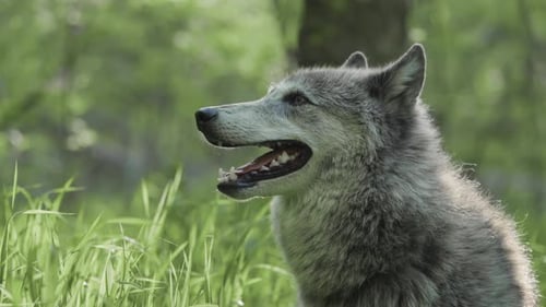 Gray Wolf in Forest Clearing – Close-Up Profile