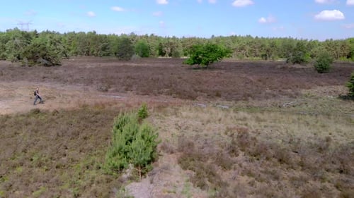 Drone aerial, young man hiking alone in beautiful open moorland field with green pine tree in the mi