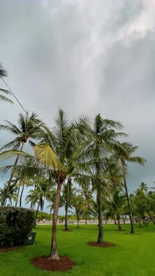 Hohe Palmen im grünen Park unter bewölktem Himmel. Gruppe tropischer Palmen, die wachsen