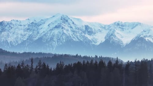 Majestic Snow Capped Mountain Range Rises Above a Dense Pine Tree Forest