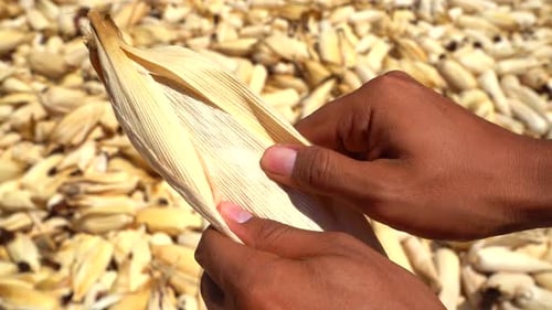 Hands Peeling Open Fresh Corn Cob