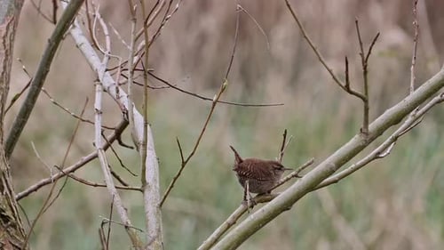 Wren hopping nervously on a branch