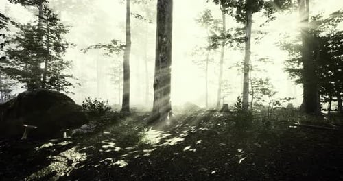 Light Filters Through Trees in a Quiet Forest During the Early Morning